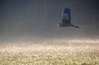 Ein Blaureiher fliegt mit offenem Mund über das neblige Feld.