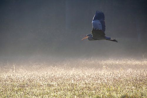 Blauwe reiger vliegt met open mond over het mistige veld.