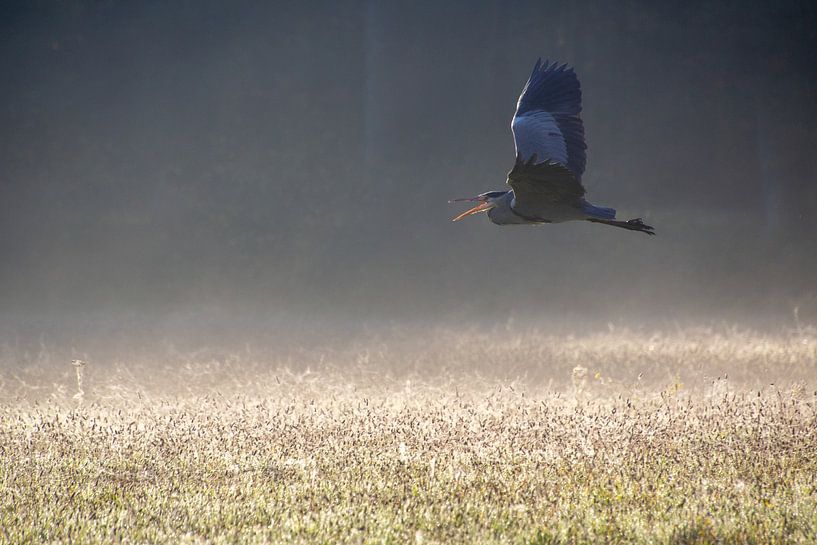 Ein Blaureiher fliegt mit offenem Mund über das neblige Feld. von AdWF