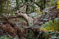 Woven tree trunk in a forest