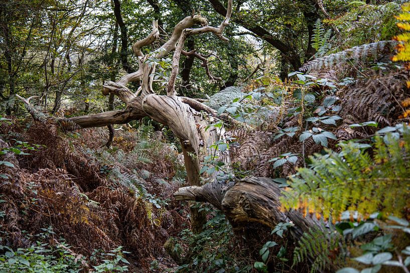 Woven tree trunk in a forest by By Pure Nature Photography
