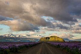 Stóri Dímon - (Grote Demon) von Joram Janssen