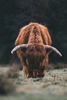 Scottish highlanders grazing in the Veluwen in the Netherlands
