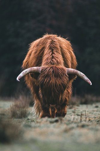 Des montagnards écossais au pâturage dans le Veluwen aux Pays-Bas.