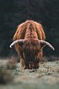 Scottish highlanders grazing in the Veluwen in the Netherlands by Ken Tempelers thumbnail
