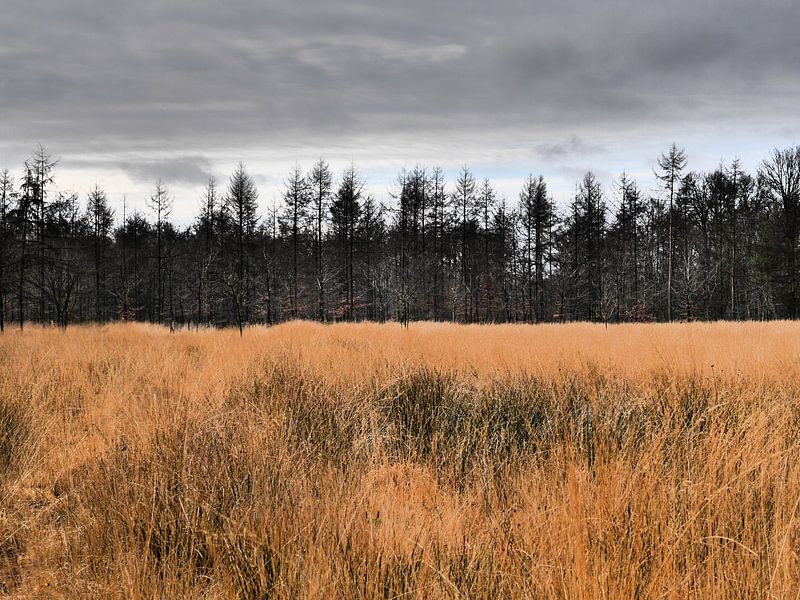 Herfstlandschap van Trees Rommelaere