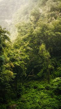 Green jungle in Madeira by Chris Snoek