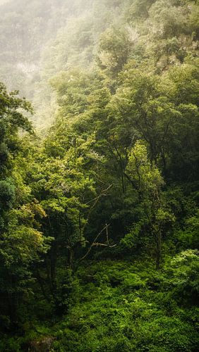Green jungle in Madeira by Chris Snoek