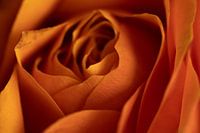 The heart