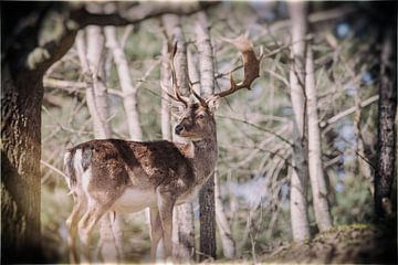 Rotwild von Janine Bekker Photography