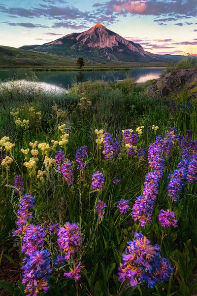Crested Butte Wildblumen-Landschaftsbild von Daniel Forster