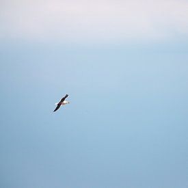 The lonely kite by Max van Gils