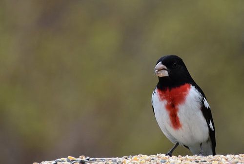 Un cardinal à poitrine rose à la mangeoire