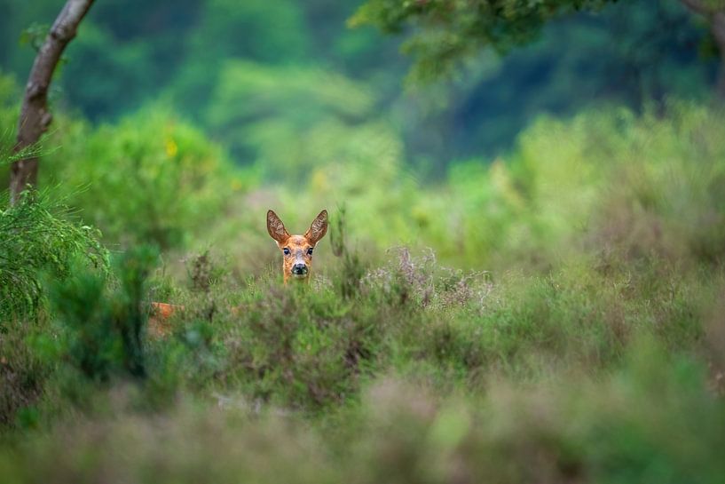 roe goat by Andy van der Steen - Fotografie