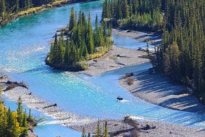 Herten in de Bow River