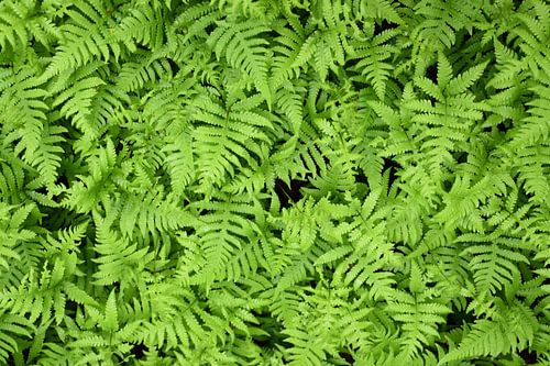 Varenbladeren in het bos