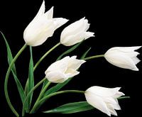 weiße Tulpen