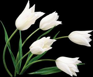 tulipes blanches sur Dreamy Faces
