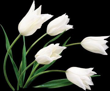 witte tulpen van Dreamy Faces