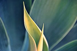 Drakenboom Agave in de zon van Werner Lehmann