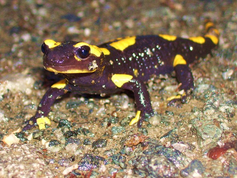Salamandre de feu par Ramon Labusch