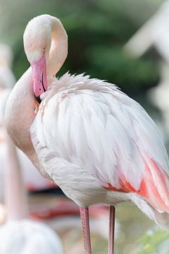 Flamingo von Desirée de Beer