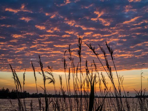 Het Moederschip komt aan