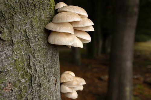 Champignon et profil en porcelaine
