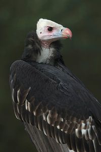 Vautour à tête blanche (Trigonoceps occipitalis)