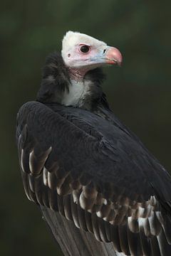Weißkopfgeier (Trigonoceps occipitalis) von Ronald Pol