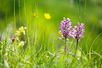 Wildflower meadow with native Military orchid
