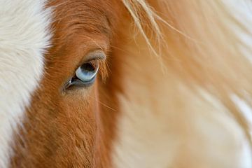 Blue eyes van Loulou Beavers