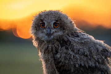 Eagle owl chick in morning sun by JD