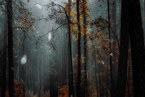 Pris au piège dans les toiles d'araignée de l'automne