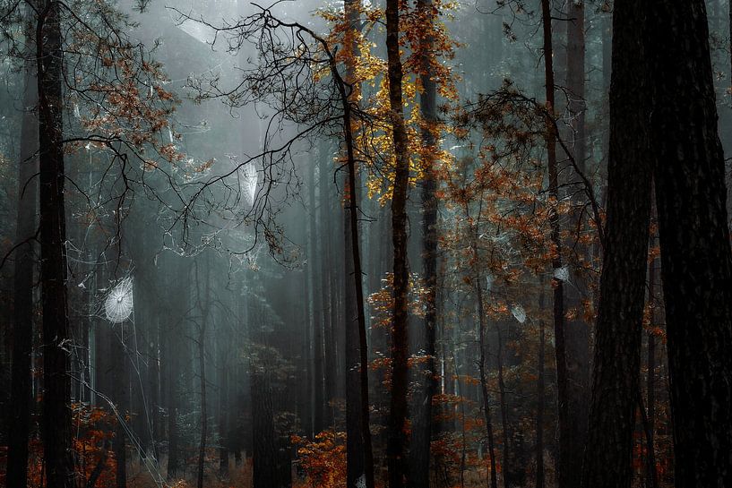 Trapped in the webs of autumn by Krzysztof Tollas