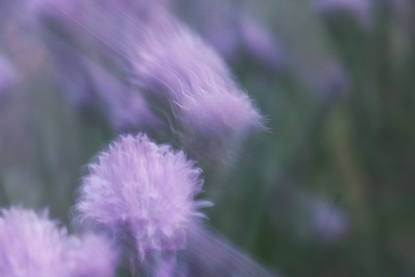 Dreamy purple flowers by Juul Vullings