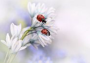 Ladybirds, Ellen van Deelen by 1x thumbnail