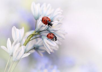 Ladybirds, Ellen van Deelen by 1x