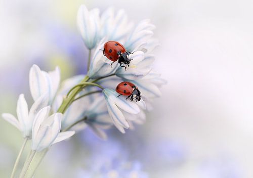 Coccinelles