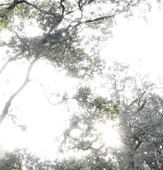 Tree top (1)