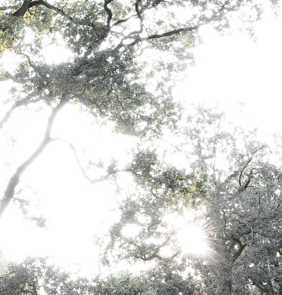 Cime d'un arbre (1) par Caro Hum