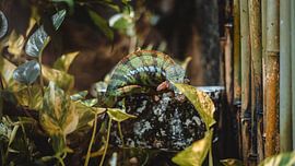 Chameleon by Bjorn Brekelmans