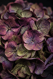 Hortensia en fleur sur KijkKunst