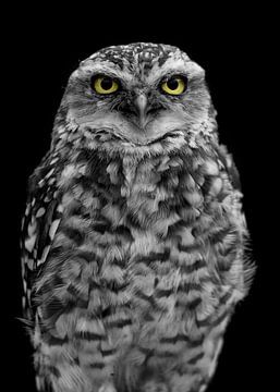 Hibou édité en noir et blanc avec les yeux en couleur sur Patrick van Bakkum