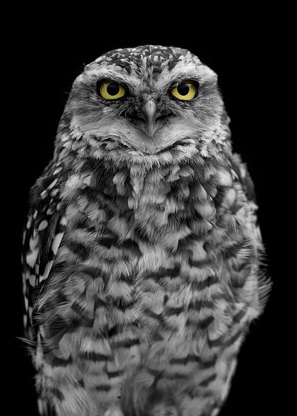Owl in black and white with the eyes in color by Patrick van Bakkum