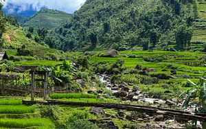Reisfelder bei Sapa in Vietnam