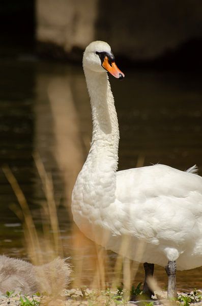 Cygne par Anna Hense