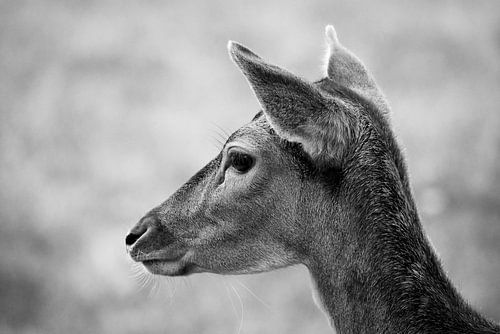 Hert in de Alkmaarse stadsdierentuin