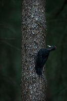 Black woodpecker against a tree on the Veluwe.
