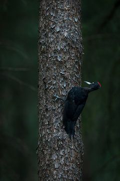 Zwarte specht tegen een boom op de veluwe.